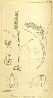Thumbnail for Hemipilia secundiflora