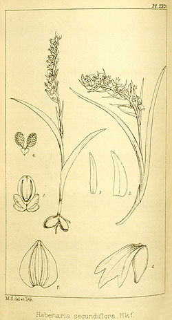 Neottianthe secundiflora (as Habenaria secundiflora) - Hooker's Icones Plantarum vol. 24 pl. 
 2321 (1896). 
 jpg