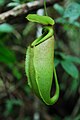 Nepenthes surigaoensis upper pitcher.jpg
