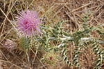 Thumbnail for Cirsium neomexicanum