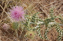 Чертополох Нью-Мексико, цветение Cirsium neomexicanum, Альбукерке.JPG 
