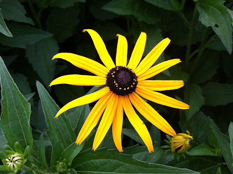 File:Nice Flower (9078317825).jpg