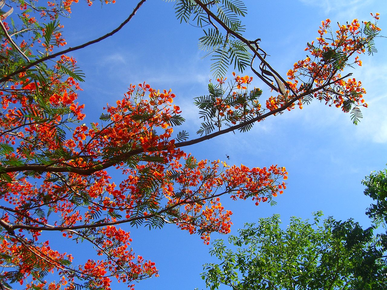 File:Nice flowers on a tree in the tiger temple.jpg ...