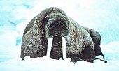 Walrus Noaa-walrus21.jpg