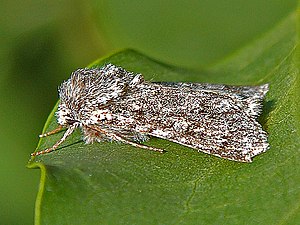 Noctuidae - Acronicta euphorbiae-001.JPG