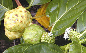 Morinda citrifolia