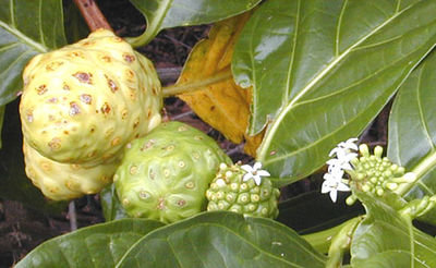 In the noni, flowers are produced in time-sequence along the stem. It is possible to see a progression of flowering, fruit development, and fruit ripening.
