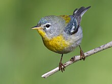 At Galveston, Texas during spring migration Northern Parula by Dan Pancamo.jpg