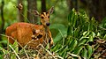 Cerf aboyeur femelle (biche Muntiacus muntjak vaginalis)