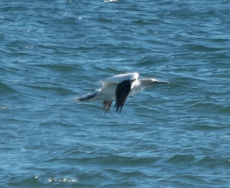 Northern gannet, Quogue