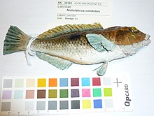 Notolabrus celidotus (Bloch va Shnayder, 1801) (AM MA28382-3) .jpg