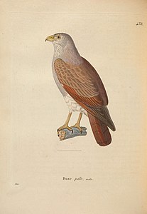 Nouveau recueil de planches coloriées d'oiseaux (6285709889) .jpg