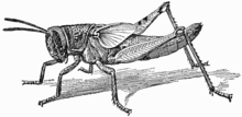 Locust nymph Nymph of Locust - Project Gutenberg eText 16410.png