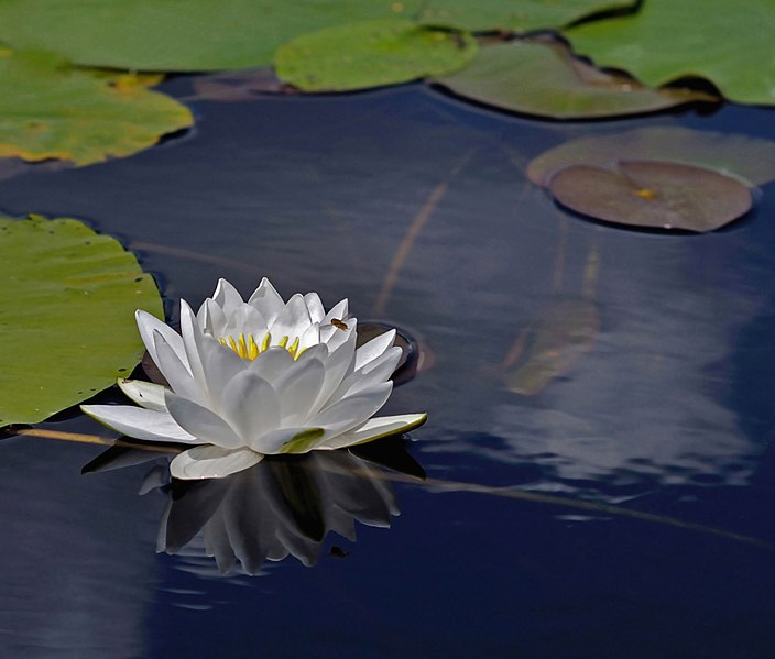 File:Nymphaea candida Nymphaea alba.jpg