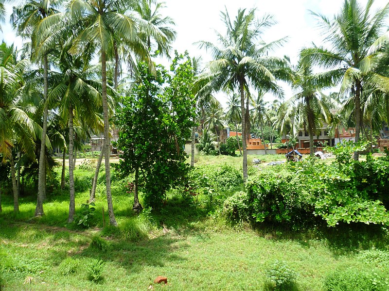 File:Odisha village (3).jpg