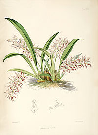 plate 28 Odontoglossum blandum Oncidium blandum