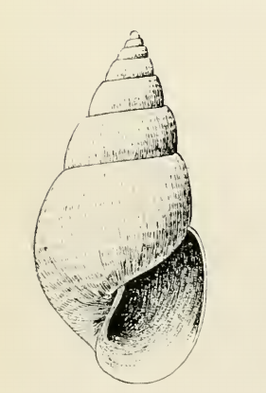 Odostomia lastra