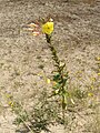 Oenothera glazioviana