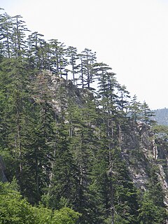 Pindus Mountains mixed forests