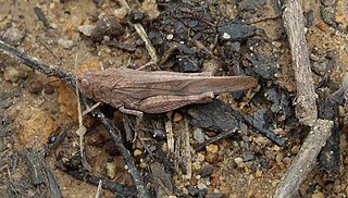 Ommexechidae Family of grasshoppers