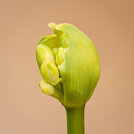 Fail:Opengebarsten bloemknop van een Agapanthus praecox Snow White. 27-06-2021. (d.j.b) 01.jpg
