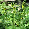 Ophrys lutea