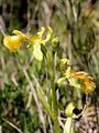 Ophrys speculum var. lutescens Spain - Mallorca