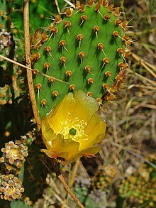 Opuntia engelmannii