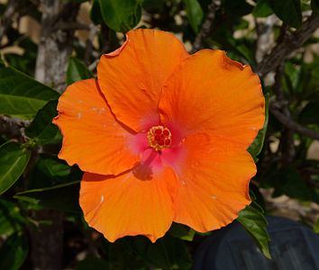 Orange hibiscus