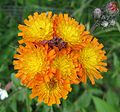 Flower heads