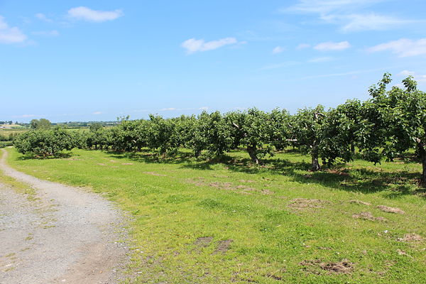 An orchard near Drummannon