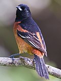 Thumbnail for Orchard oriole