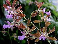 Encyclia osmantha