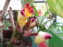 Orchids in the Botanical Garden of Peradeniya 08.JPG