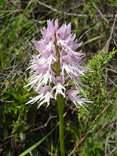 <i>Orchis</i> Genus of orchids