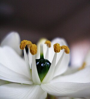 Ornithogalum arabicum491228475.jpg