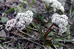 Orogenialinearifolia.jpg