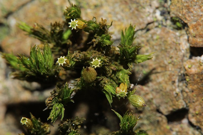 File:Orthotrichum patens (f, 144746-474739) 5095.JPG