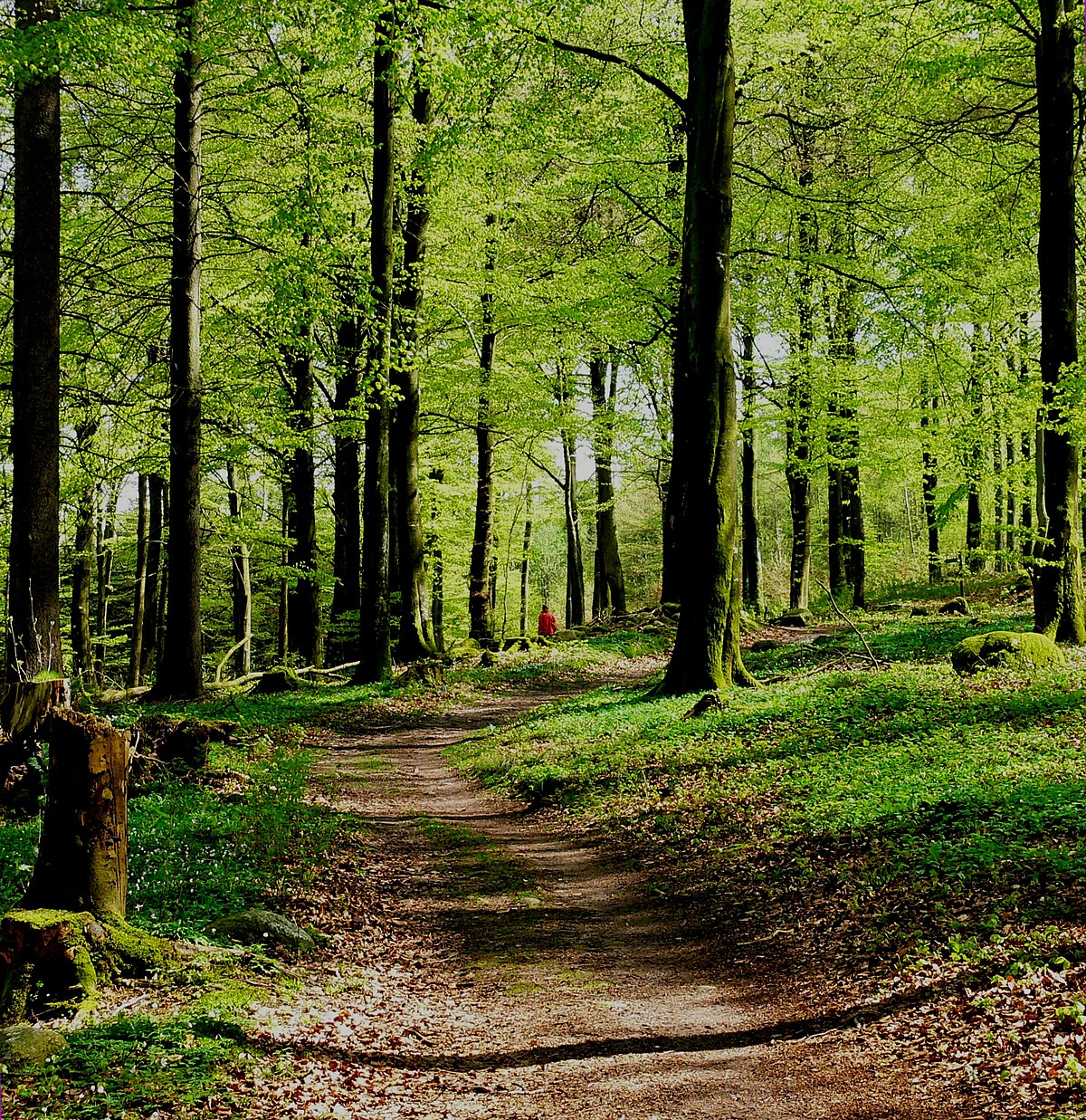 Буковый лес в Польше