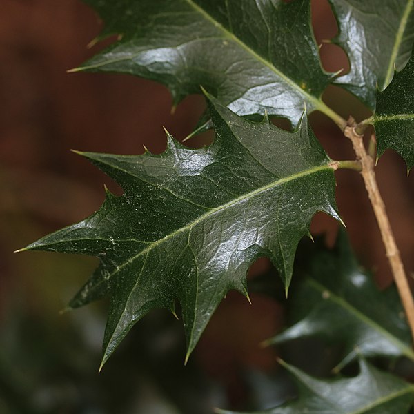 File:Osmanthus heterophyllus (leaf s3).jpg