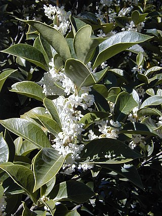 <i>Osmanthus armatus</i> Species of flowering plant