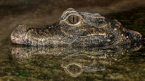 Dwarf crocodile Osteolaemus tetraspis