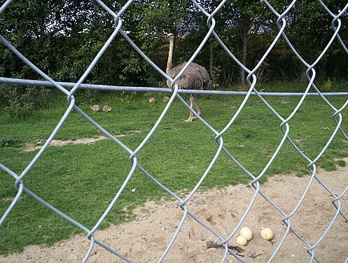 Ostrich behind wire fence