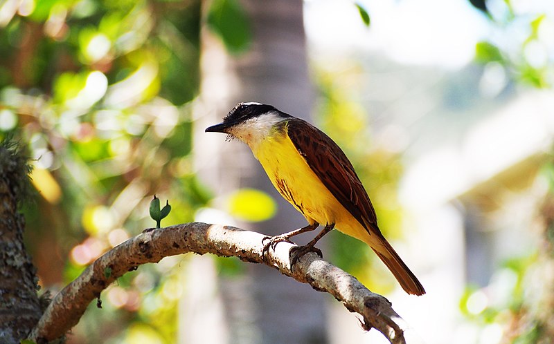 File:Otro pájaro en la USB.jpg