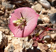 Oxytheca perfoliata 2.jpg