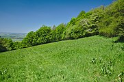 Čeština: Přírodní rezervace Horní louky, okres Uherské Hradiště