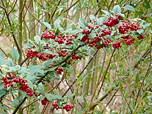 P1070063-Cotoneaster-bullatus.JPG