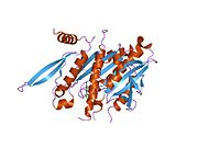 PDB 1v8j EBI.jpg