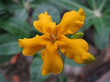 Pachypodium densiflorum1.jpg