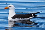 Miniatura para Larus pacificus